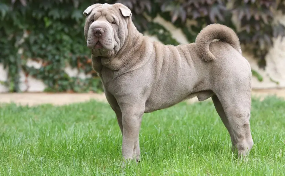 Perro Shar-pei sentado en la hierba.
