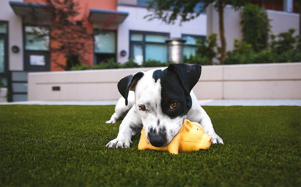 Perro jugando con un juguete amarillo chirriante.