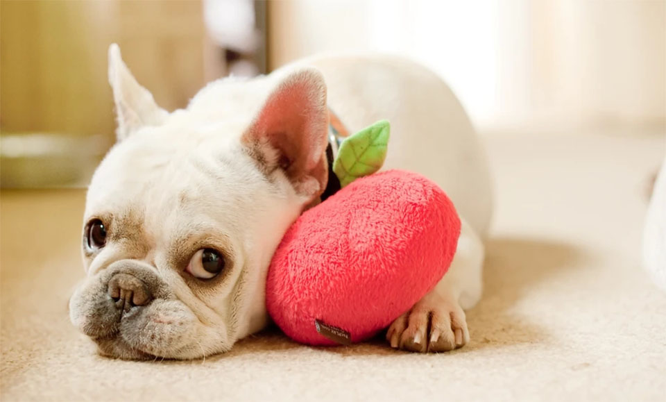 Cachorro tumbado junto a un peluche rojo.