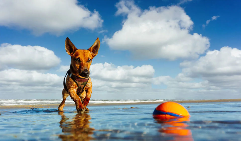 Cachorro corriendo tras un juguete flotando en el agua.