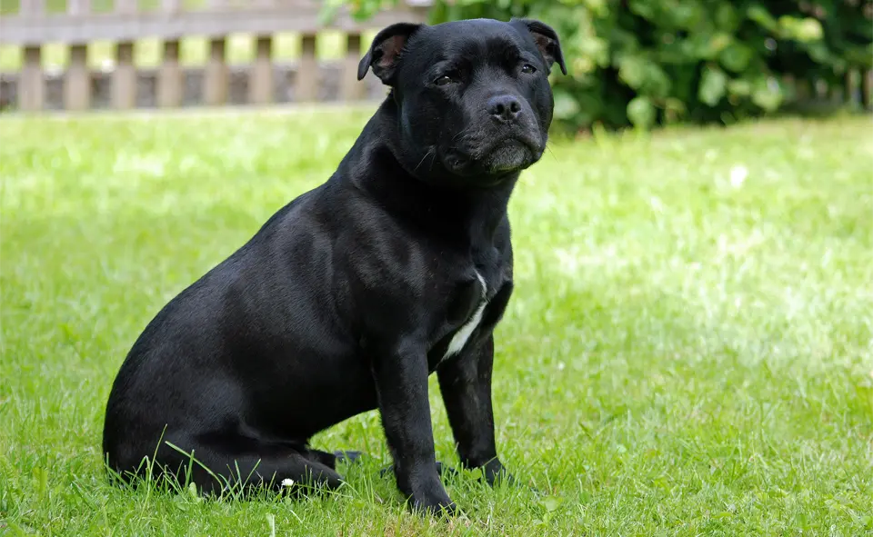 Perro Staffordshire Bull Terrier sentado en el fondo de la hierba.