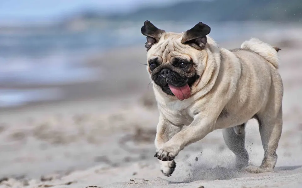 Perro Pug corriendo en la playa.