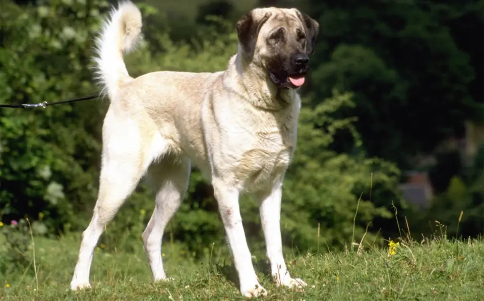 Perro pastor de Anatolia sentado en la hierba.