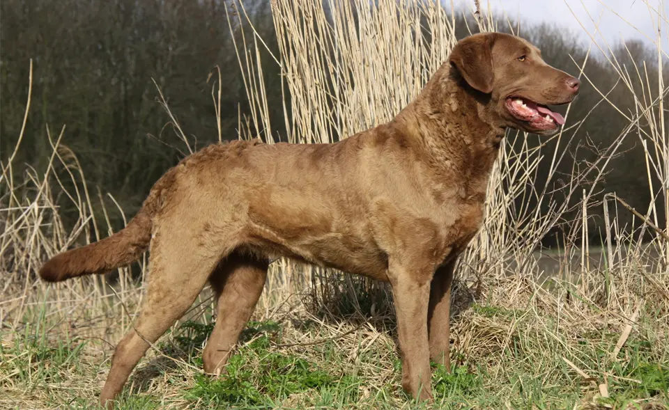Perro perdiguero de la Bahía de Chesapeake sentado en la hierba.