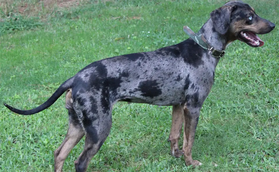 Perro leopardo Catahoula de Luisiana parado en la hierba.