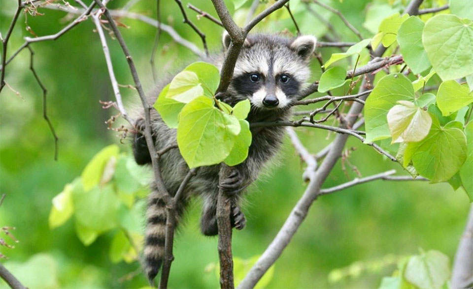 Mapache bebé en un árbol.