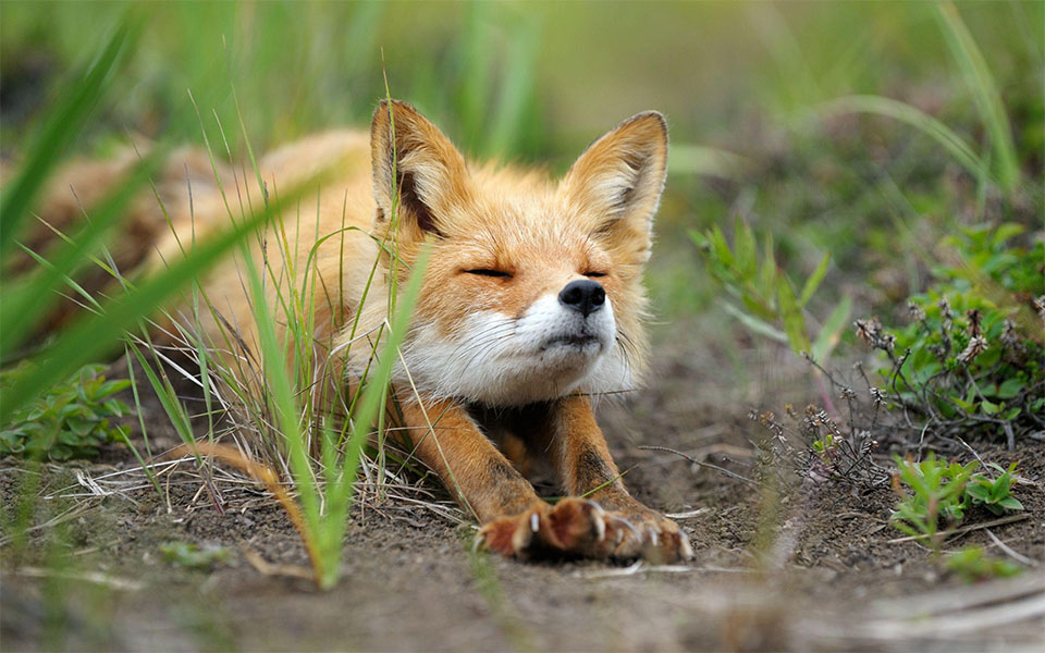 Cachorro de zorro mentiroso.