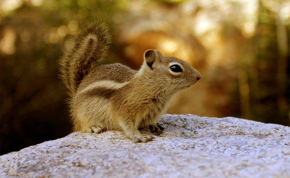 Ardilla sobre una piedra.