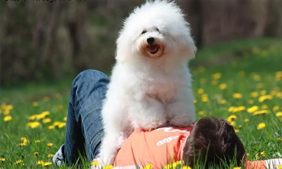 Perro Bichón Boloñés sentado sobre el vientre de su dueño.