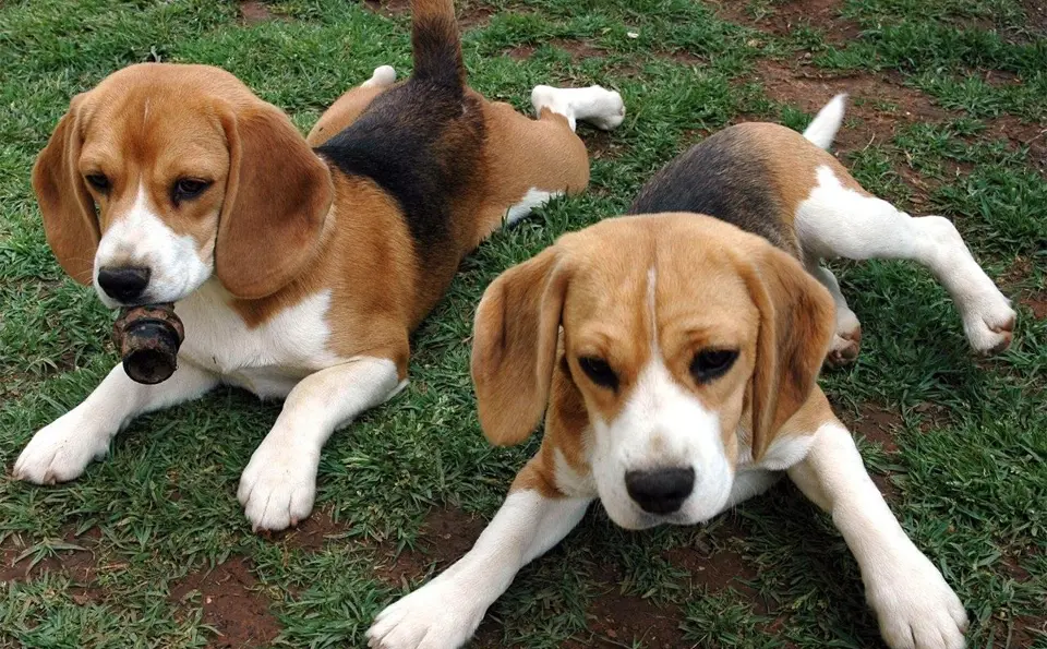 Cachorros de raposero americano tirados en la hierba.