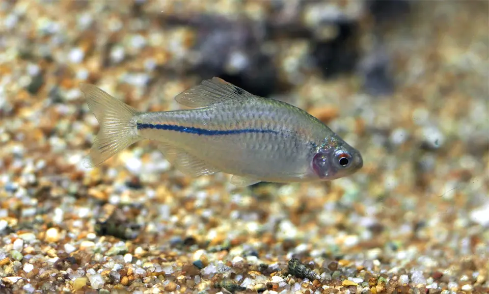 Peces ciprínidos nadando cerca del fondo de un acuario.
