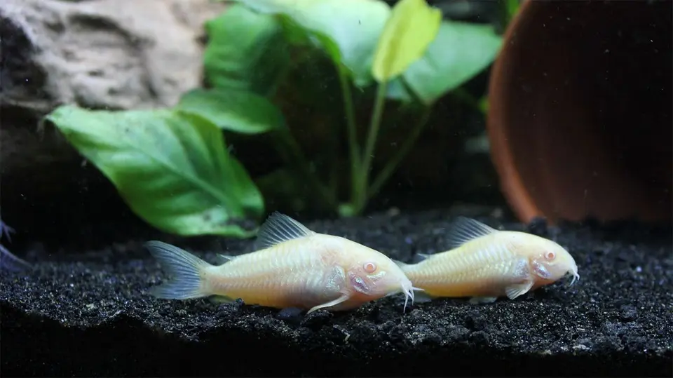 Dos peces blancos parados en el fondo de un acuario.