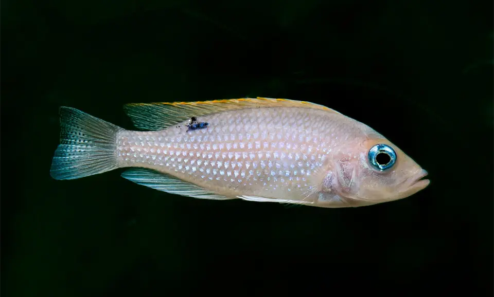 Peces de la familia Cichlidae vistos de cerca.