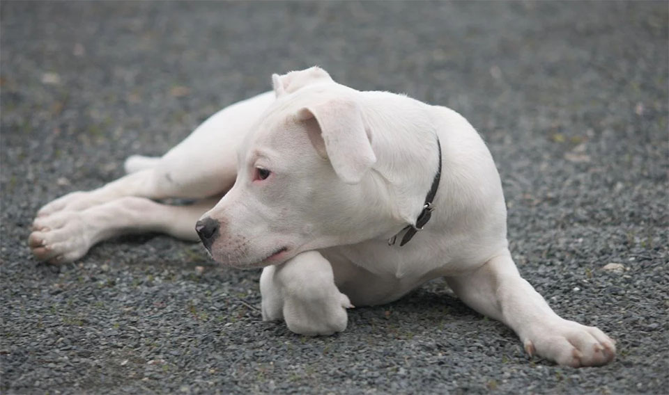 Cachorros Dogo Argentino acostados.