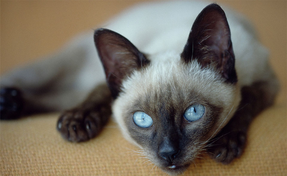 Gato siamés tumbado en un sofá.
