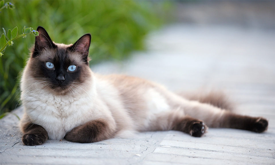 Gato siamés acostado.