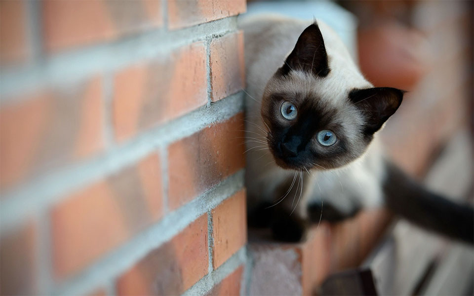 Gato siamés en una pared de ladrillos.