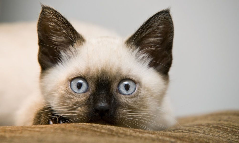 Gatitos siameses.