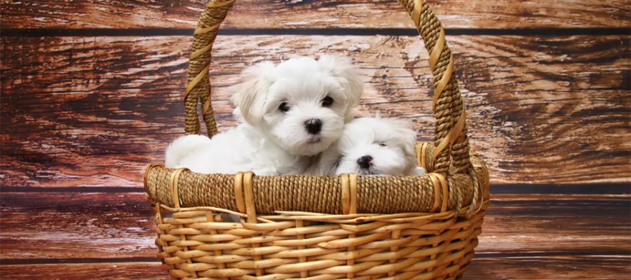 Dos cachorros de bichón en una canasta.