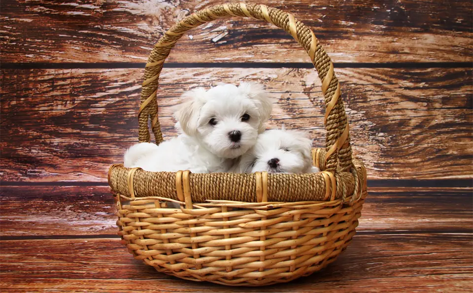 Dos cachorros de bichón en una canasta.
