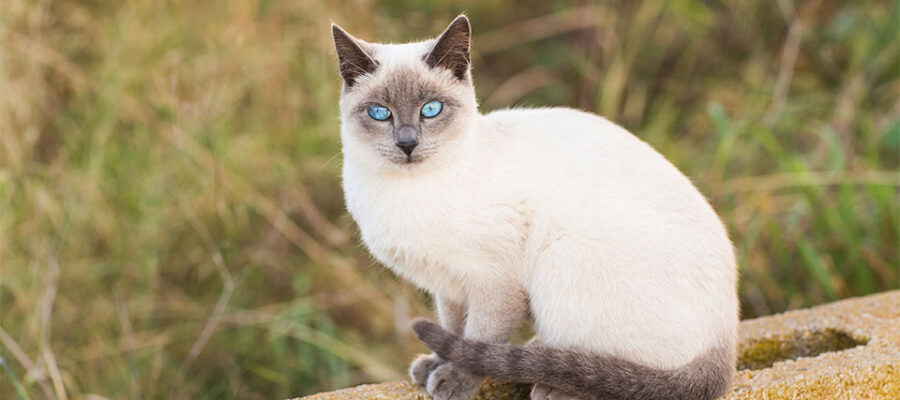 Gato siamés sobre una valla de hormigón.