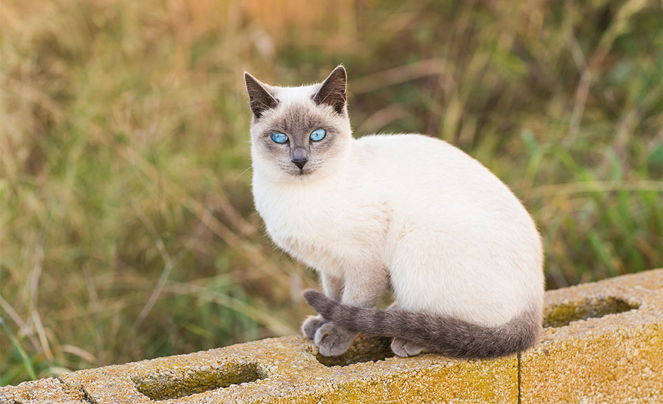Gato siamés sobre una valla de hormigón.