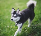 Alaskan Klee Kai: características de la raza de perro