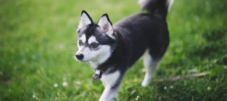 Caine Alaskan Klee Kai se fusiona con iarba.