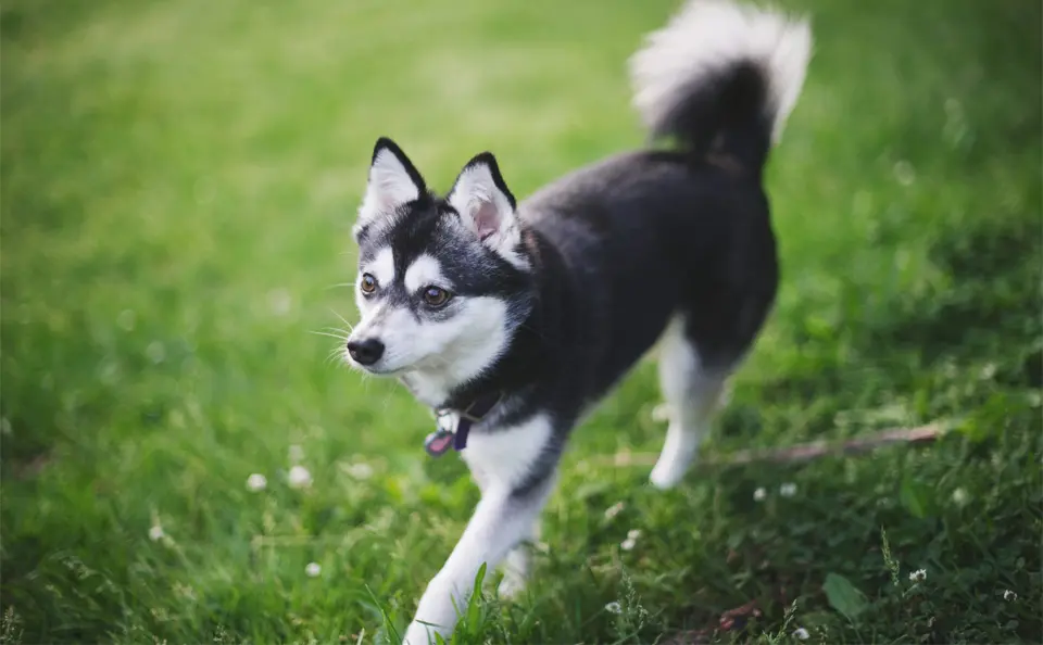 Caine Alaskan Klee Kai se fusiona con iarba.