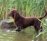 American Water Spaniel: características de la raza de perro
