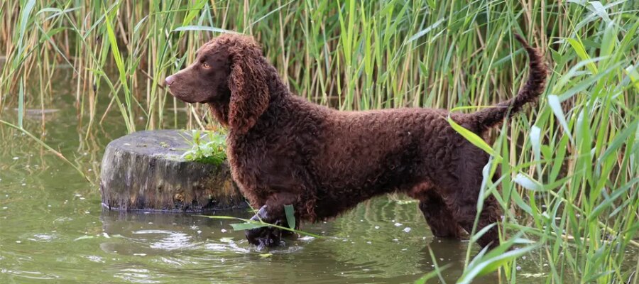 Perro American Water Spaniel entrando en un lago.