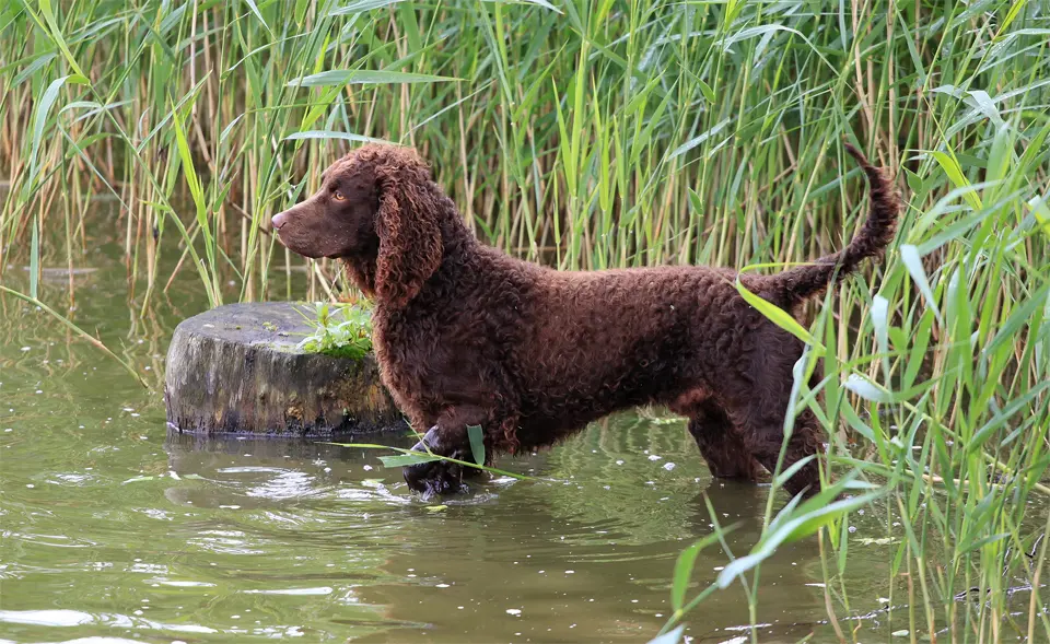 Perro American Water Spaniel entrando en un lago.