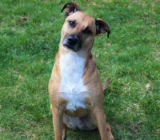 Black Mouth Cur: Características de la raza de perro