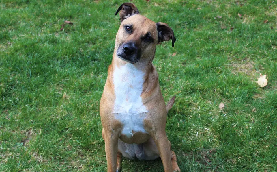 Perro de boca negra sentado sobre su trasero en la hierba.
