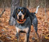 Bluetick Coonhound: características de la raza de perro