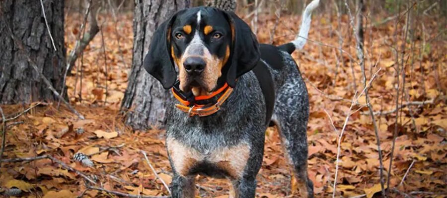 Caine Bluetick Coonhound en pantanos.