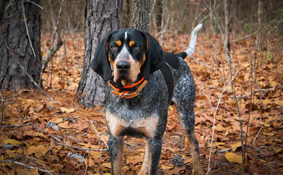 Caine Bluetick Coonhound en pantanos.
