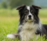 Border Collie: características de la raza de perro