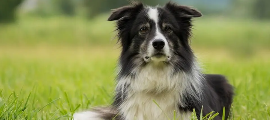 Perro collie fronterizo tirado en la hierba.