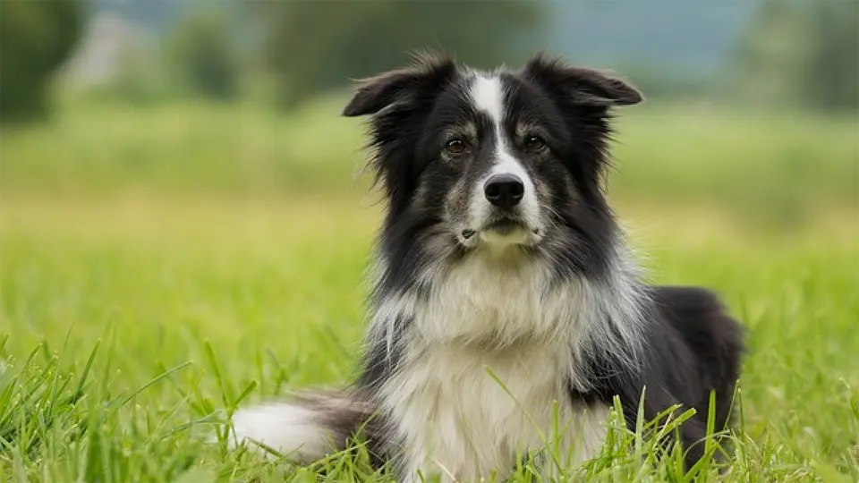 Perro collie fronterizo tirado en la hierba.