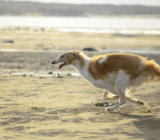 Borzoi: Características de la raza de perro – Reino Animal