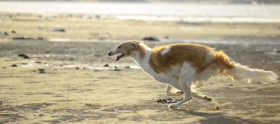 Perro Borzoi corriendo en la playa.