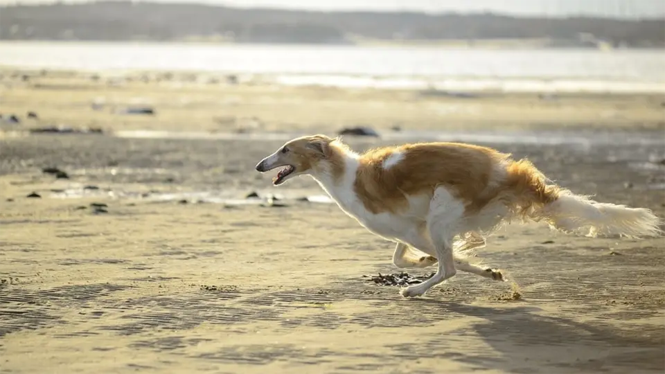 Perro Borzoi corriendo en la playa.