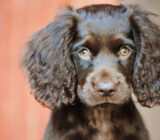 Boykin Spaniel: características de la raza de perro.
