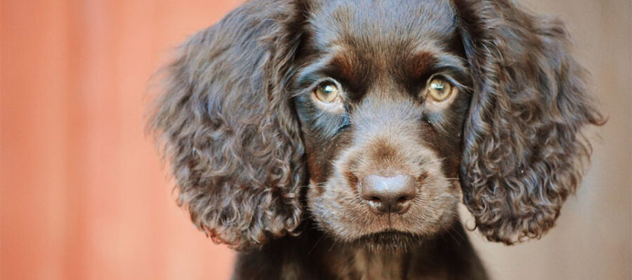 Perro Boykin Spaniel visto de cerca.