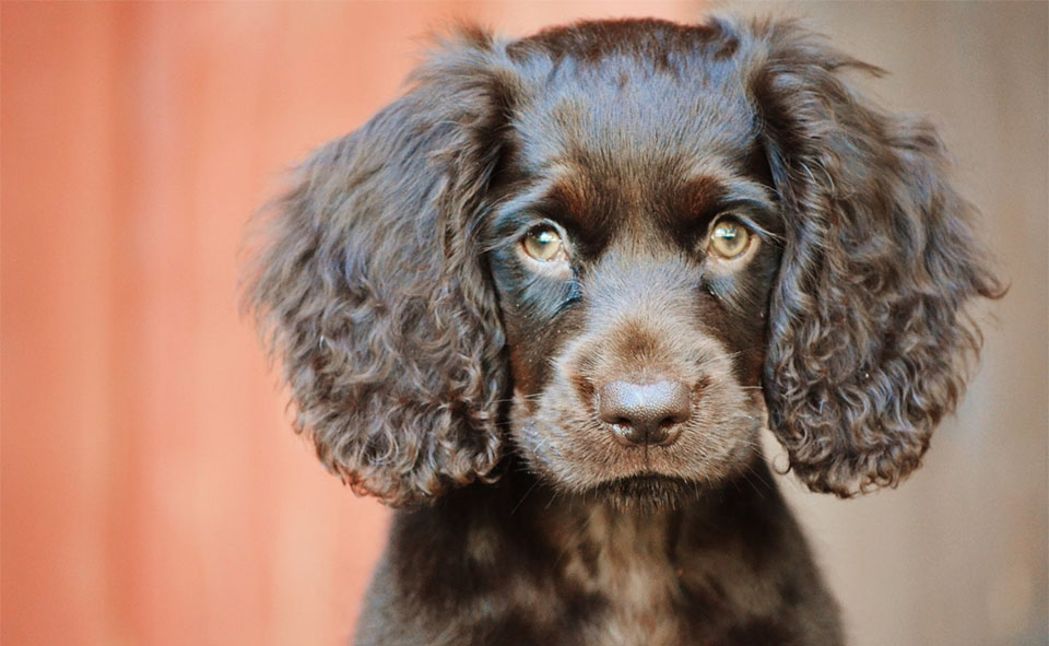 Perro Boykin Spaniel visto de cerca.