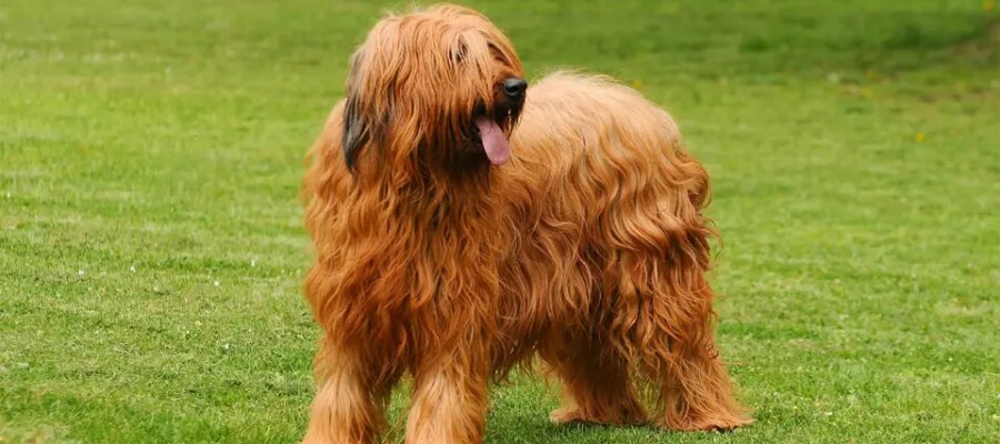 Perro Briard parado en la hierba.