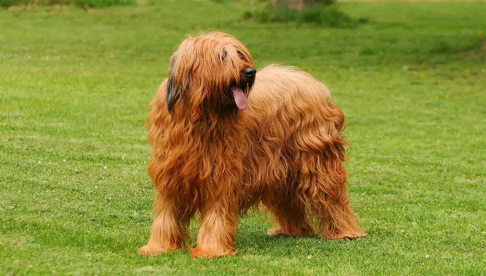 Perro Briard parado en la hierba.