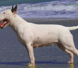 Bull Terrier (Bullies): características de la raza canina