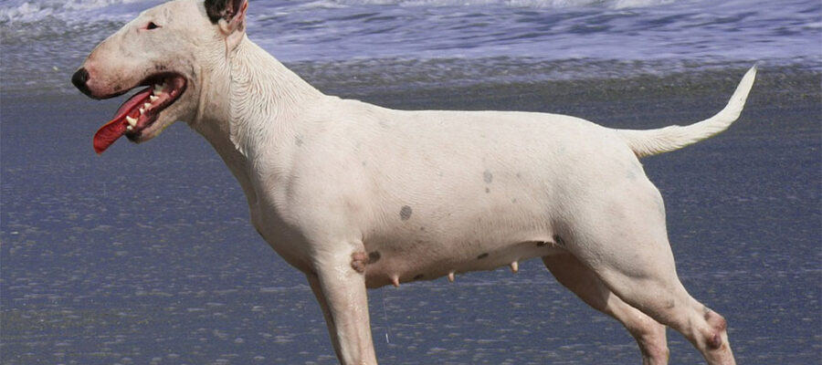 Bull terrier blanco de pie en una playa.